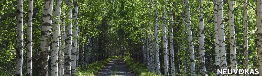 koivukuja